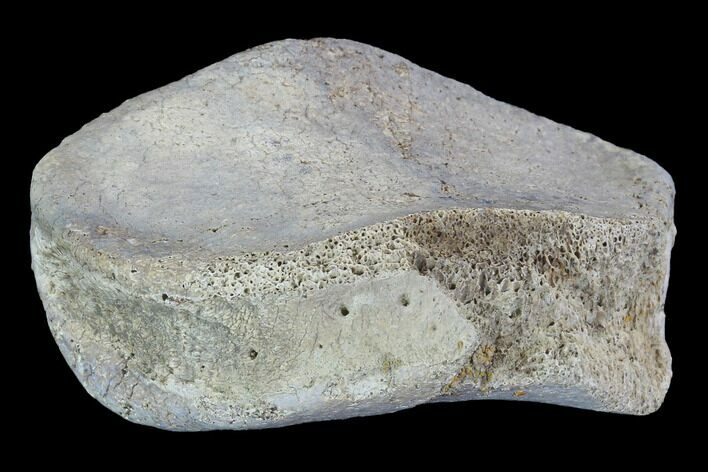 Hadrosaur Foot Bone - Alberta (Disposition #-) #100528